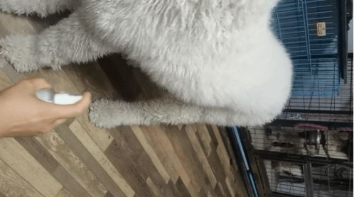 宠物狗的除臭剂怎么用
