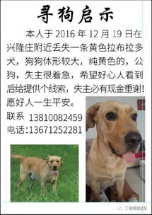 林姐家宠物狗怎么养的啊