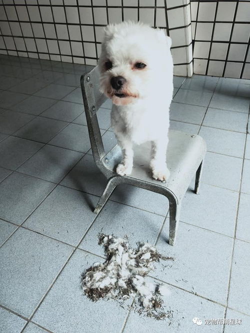宠物狗刚洗完澡怎么办啊