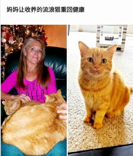 怎么收宠物猫