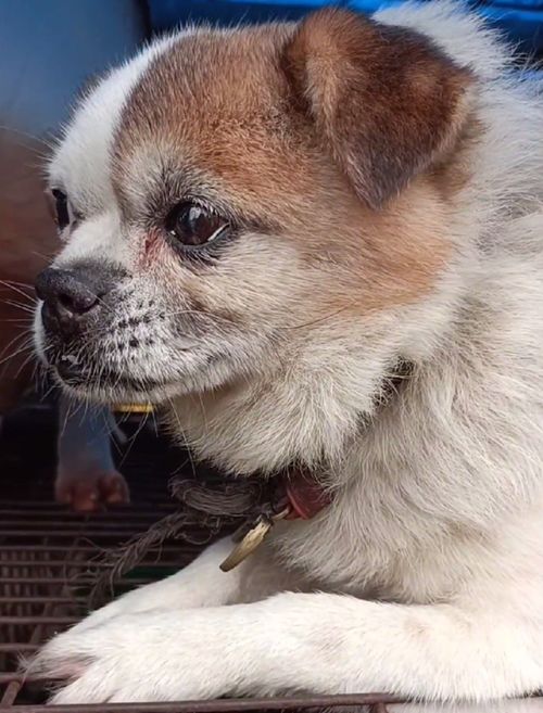 小宠物狗圈怎么套上去的
