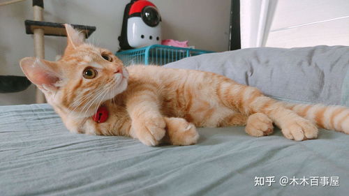 瀹犵墿鐙楀嚭鐢熸枃妗堟€庝箞鍐欏惛寮曚汉