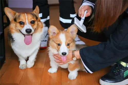 宠物狗标题怎么写吸引人