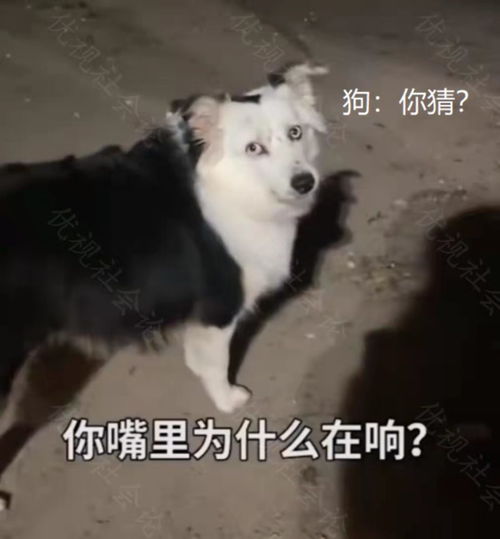 怎么把宠物狗弄吐出来