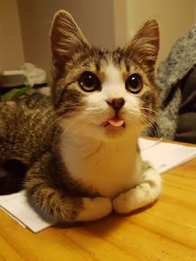 男人怎么养宠物猫