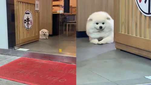 宠物狗做假动作怎么做的