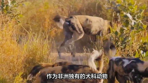 宠物狗碰到野狗会怎么样