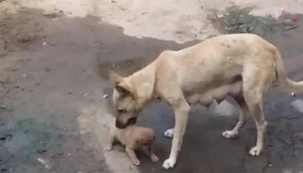 宠物狗生蛆了怎么办