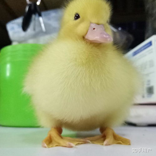 怎么养个小鸭子宠物狗