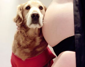 家有孕妇宠物狗怎么办
