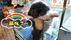 逛鸟市买宠物狗怎么样啊