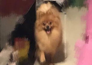宠物狗黄博美怎么养的好