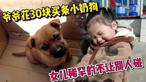 给女儿买的宠物狗怎么办