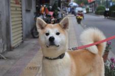 开封家养宠物狗怎么样呀