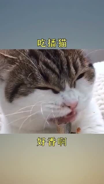宠物猫吃鱼怎么做