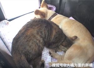 宠物猫生了怎么抚养它