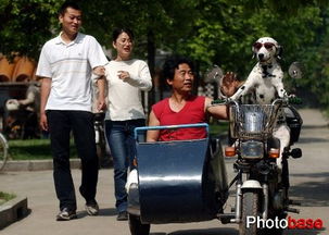 开摩托车怎么带宠物狗呢