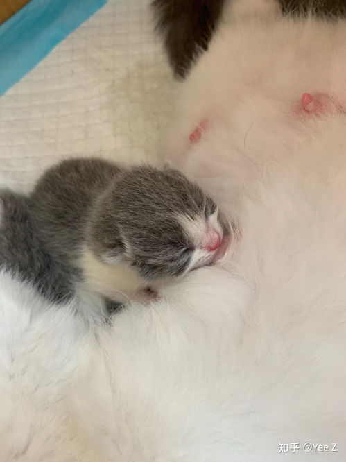 宠物猫未接生怎么处理