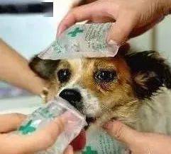 宠物狗被包裹着怎么办啊