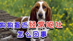 宠物狗不吃食吐了怎么办