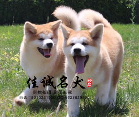 北京秋田犬多少钱