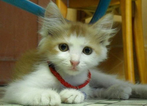 宠物猫剪耳毛会怎么样吗