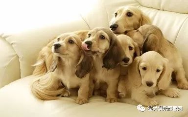 宠物狗疥螨怎么治疗最好