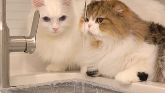 宠物猫怎么不太喝水了