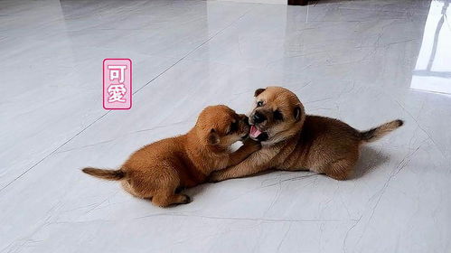 小狗多少天会走路