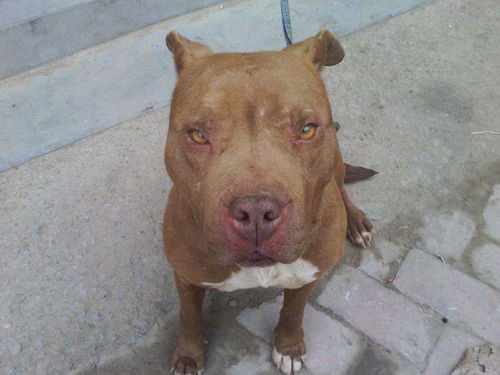 加纳利犬多少钱一只