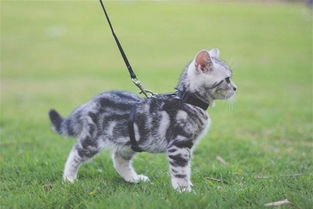 宠物猫怎么遛弯
