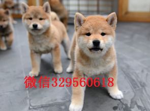 宠物狗回农村柴犬怎么办