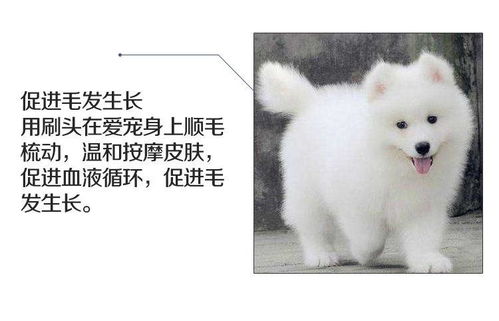 宠物狗毛小梳子怎么用的
