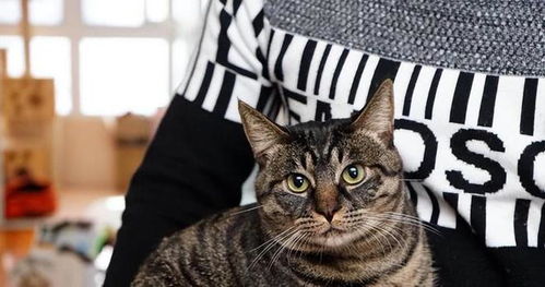 养了个猫怎么丢掉宠物猫
