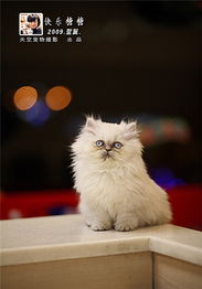 宠物猫怎么洗牙齿