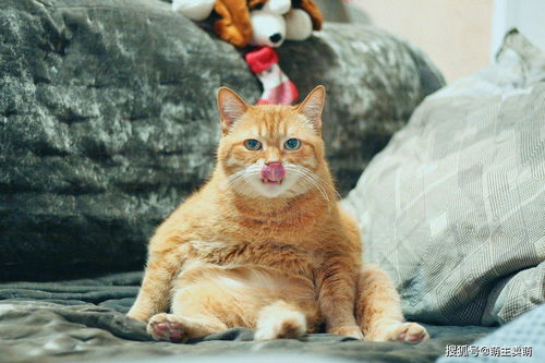 宠物猫卫生怎么做