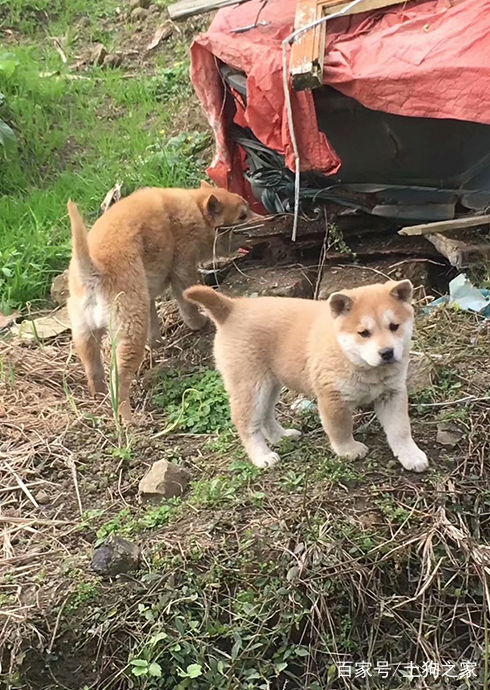 村里有只宠物狗怎么办啊