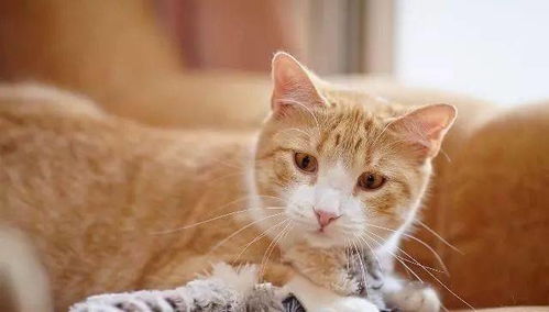宠物猫怎么预防被抓