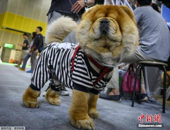 发生疫情的宠物狗怎么办