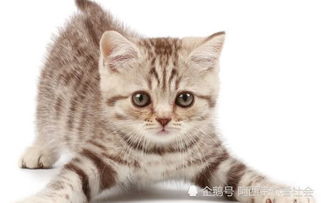 怎么变成了宠物猫