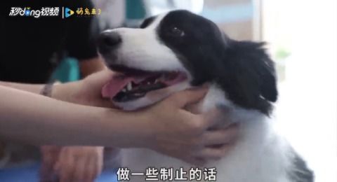 喜欢咬人宠物狗怎么办呢