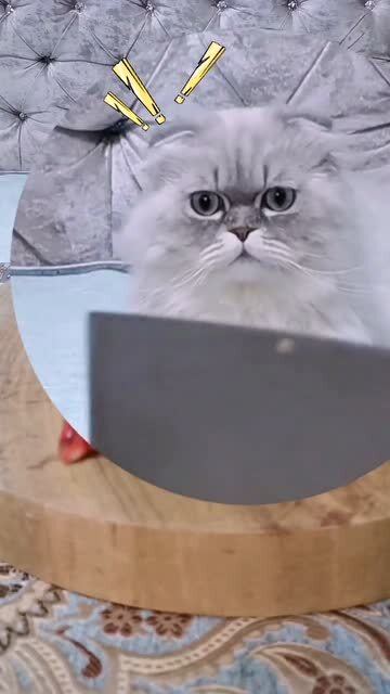 怎么培养宠物猫不抓人呢