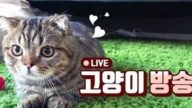 宠物猫怎么直播