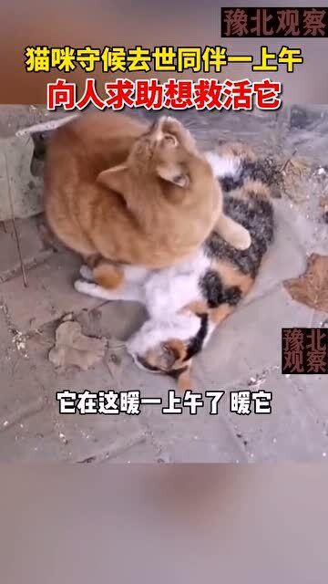 宠物猫怎么安葬