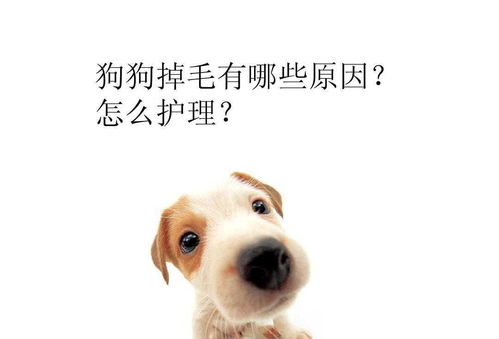 宠物狗的毛怎么弄掉呢