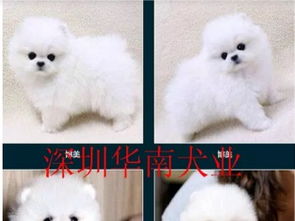 中小型宠物狗怎么选品种