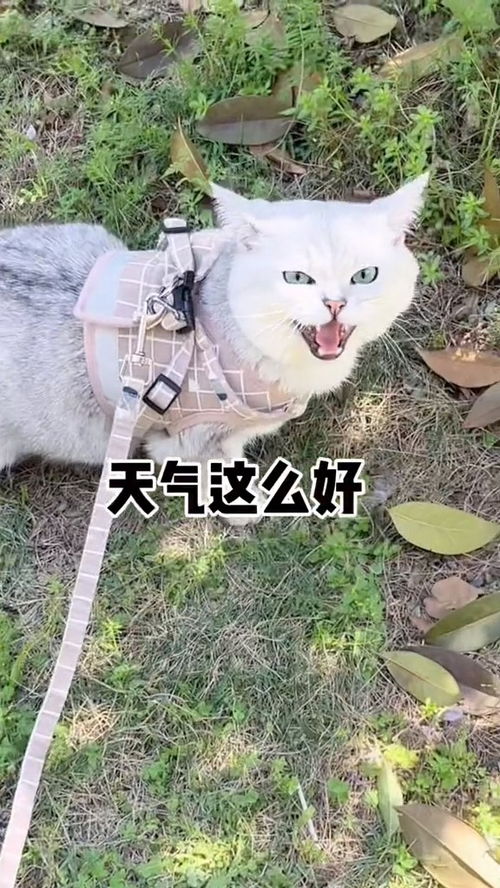 宠物猫怎么报名参加比赛
