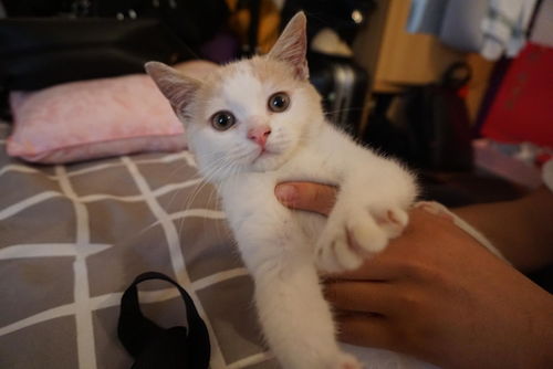 怎么拍宠物猫才好看