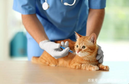 买了宠物猫疫苗怎么打