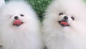 小宠物狗小博美怎么养好